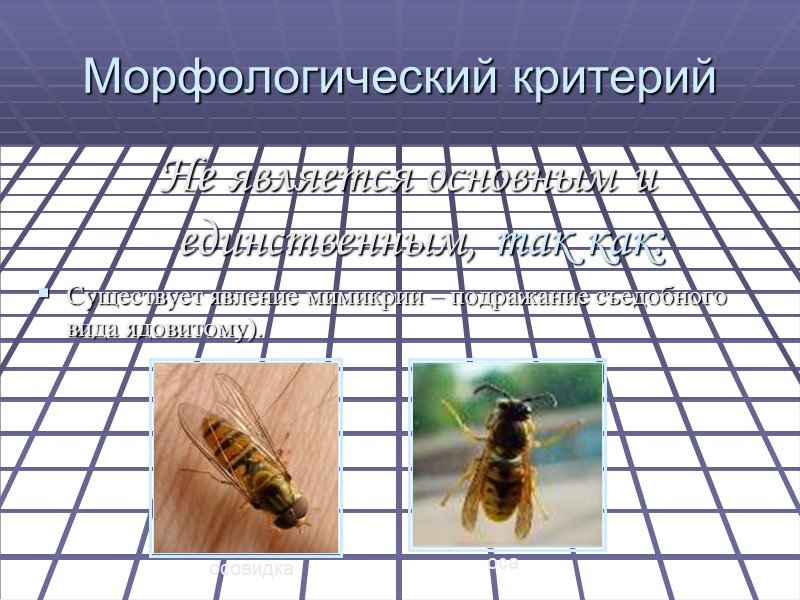 Морфологический критерий Не является основным и единственным, так как: Существует явление мимикрии – подражание